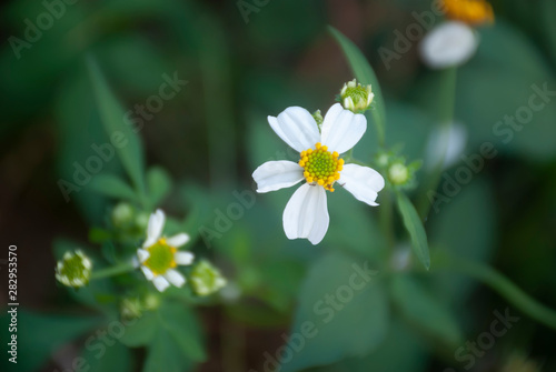 Spanish needle with blur background
