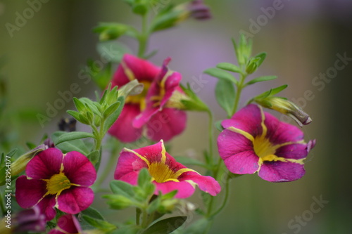 pink petunia flowers in the garden