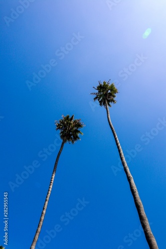 Two Palm Trees against blue sky with copy space