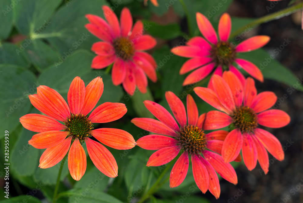 朱色のエキナセアの花花 朱色のエキナセアの花花