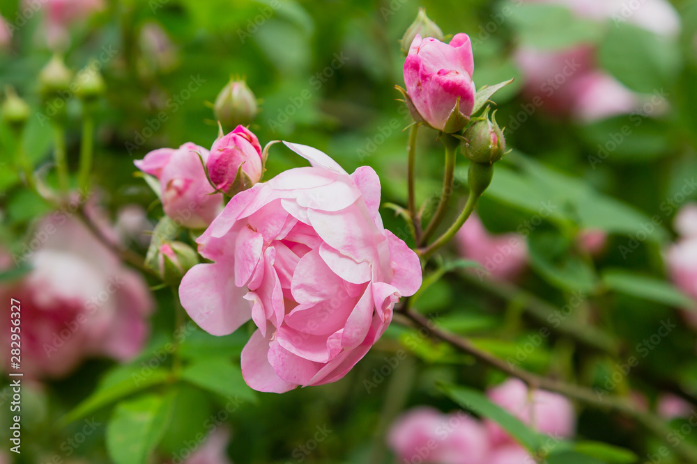 Beautiful pink roses in the garden. Blooming rosa flowers and leaves in natural background. Floral background. Beautiful pink roses in the garden. Blooming rosa flowers and leaves in natural background. Floral background.