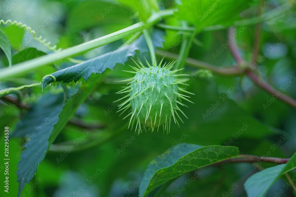 one green prickly wild cucumber on a branch of a plant with leaves one green prickly wild cucumber on a branch of a plant with leaves