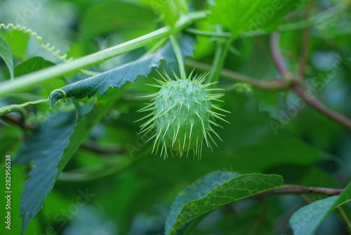 one green prickly wild cucumber on a branch of a plant with leaves