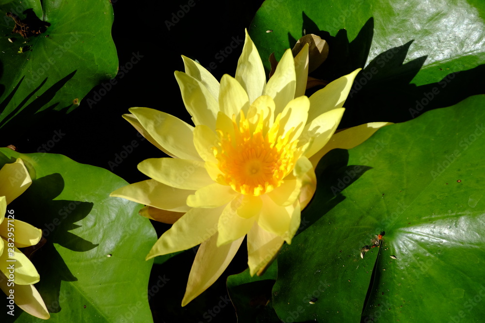 beautiful lotus flower or water lily in pond beautiful lotus flower or water lily in pond