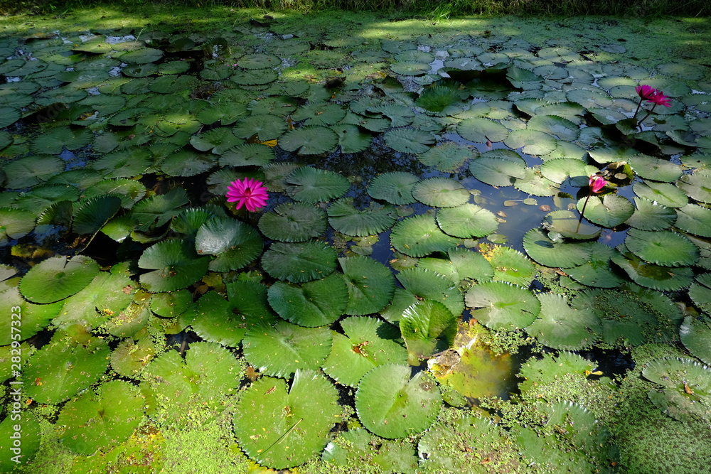 beautiful lotus flower or water lily in pond beautiful lotus flower or water lily in pond