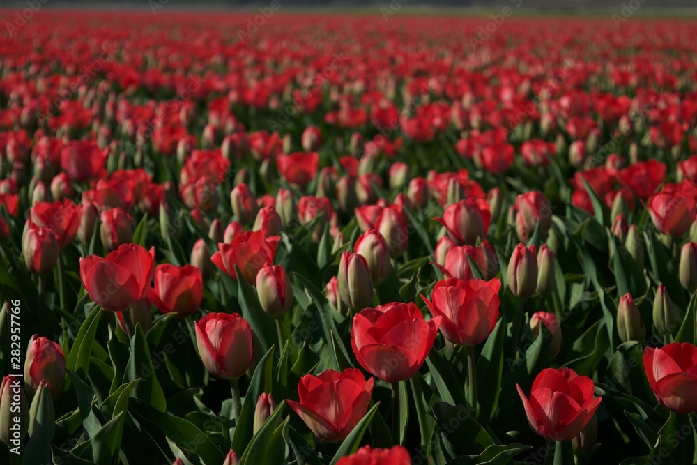 Fototapeta premium red tulips