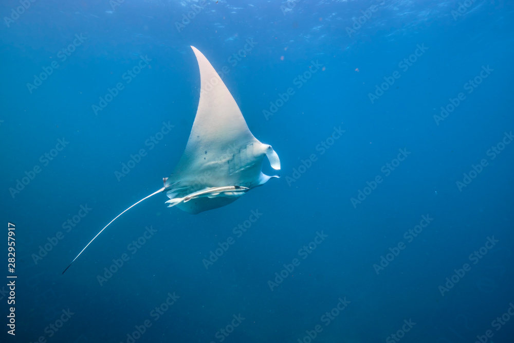 Obraz premium Wild juvenile male manta ray swimming in clear blue water with large wing span