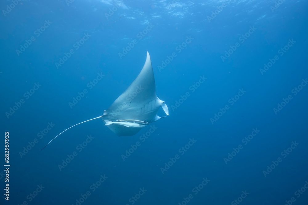 Wild juvenile male manta ray swimming in clear blue water with large wing span - obrazy, fototapety, plakaty 