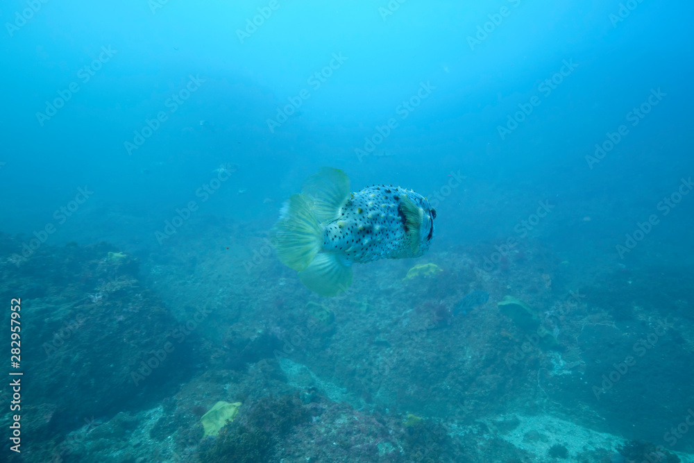Obraz premium Puffer fish swimming through blue water