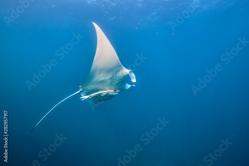 Wild juvenile male manta ray swimming in clear blue water with large wing span © Orion Media Group
