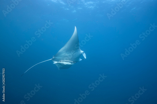 Wild juvenile male manta ray swimming in clear blue water with large wing span