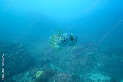 Puffer fish swimming through blue water