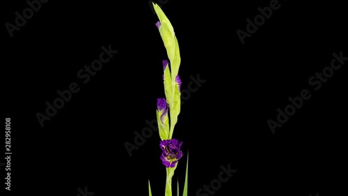 4K. Blooming pink gladiolus flower buds ALPHA matte, Ultra HD. timelapse, 4096x2304.