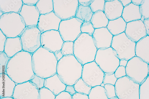 Принти на полотні Cross sections of plant stem under microscope view show Structure of Parenchyma Cells
