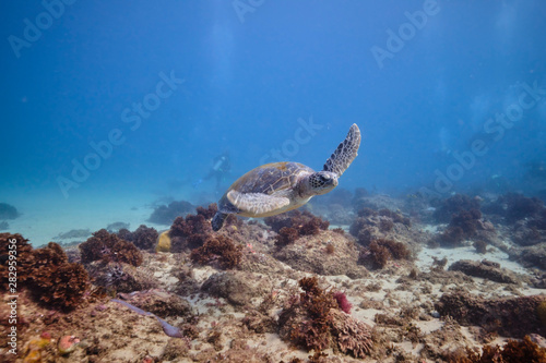 Green sea turtle underwater with scuba divers around © Orion Media Group