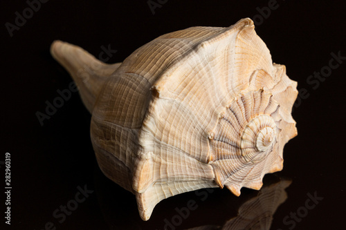 Obraz na plátně Lightning whelk isolated