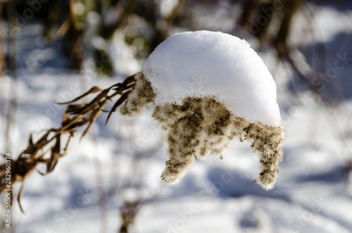 Snowy photo