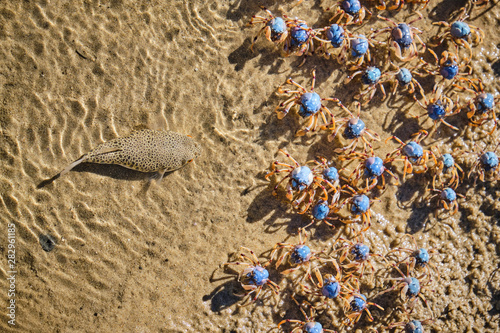 Toad fish hunting soldier crabs on edge of shore for lunch photo