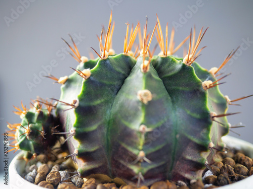  (Close Up) gymnocalycuim cactus. photo