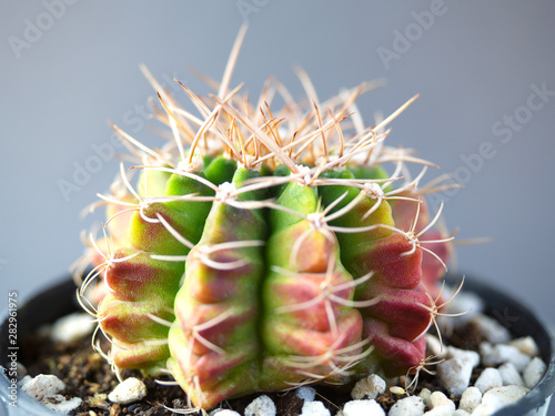 (Close Up) gymnocalycuim cactus. photo