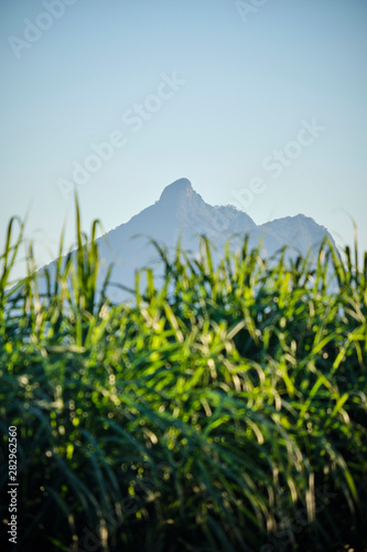 Mount Warning behind green sugar cane in Murwillumbah Nsw