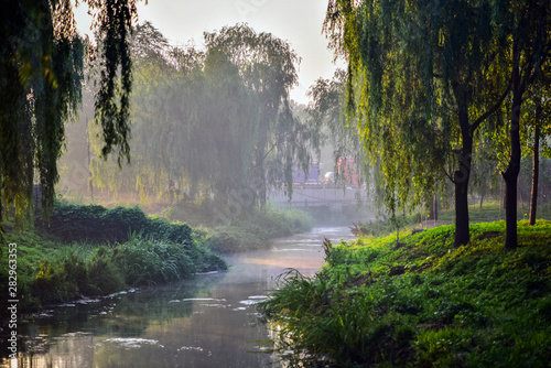 Early in the morning  the rising sun shines in the trees by the river.