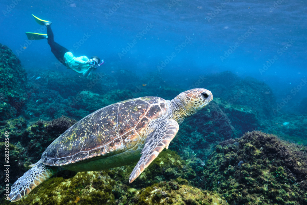 Free diver photographer swimming behind a green sea turtle 
