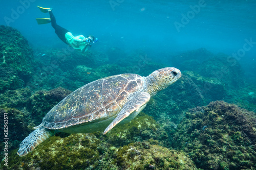 Free diver photographer swimming behind a green sea turtle 