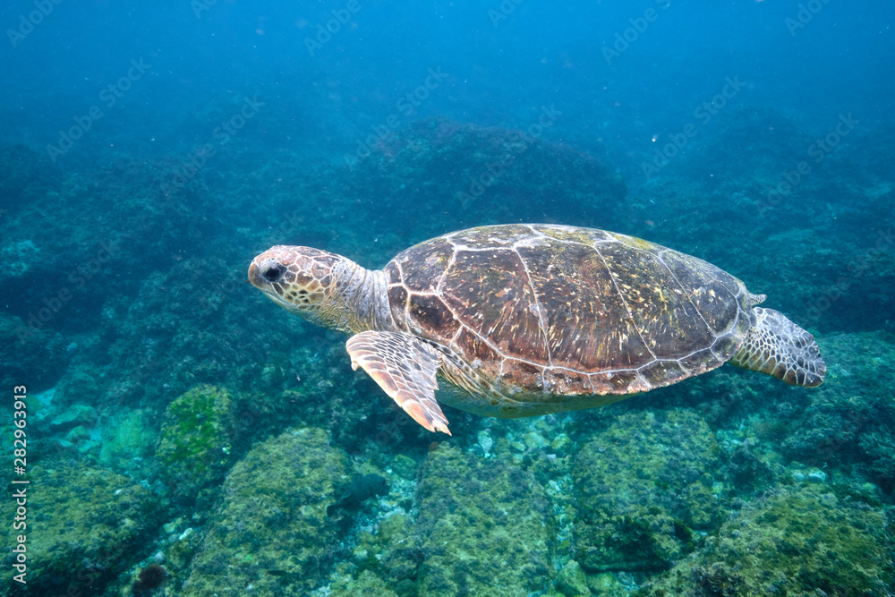 Green sea turtle swimming in warm tropical Pacific Ocean waters over a coral reef