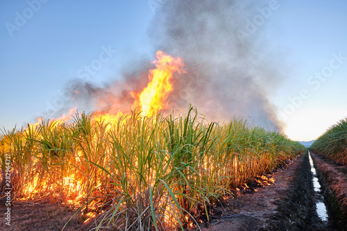 Sugar cane fire burning in field with farmers in regional Australia