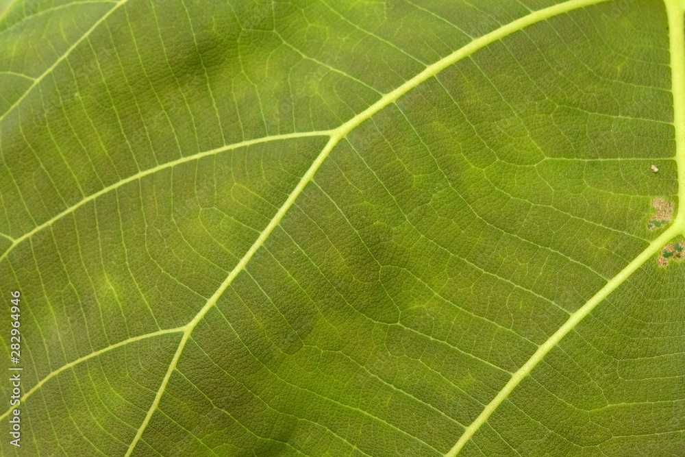 Close Up Of Green Leaf Texture Close Up Of Green Leaf Texture