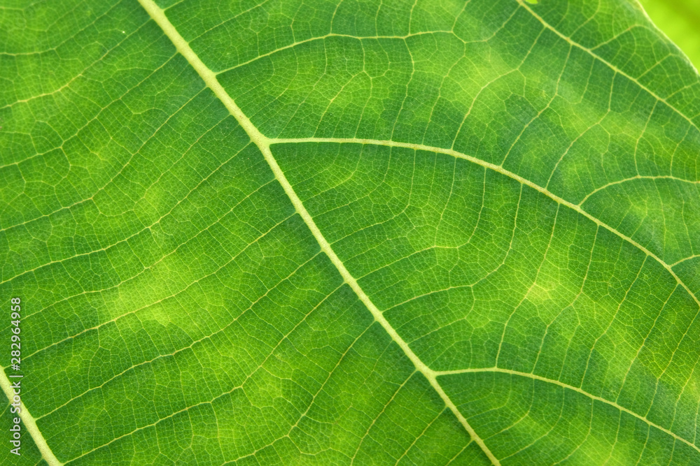 Close Up Of Green Leaf Texture Close Up Of Green Leaf Texture