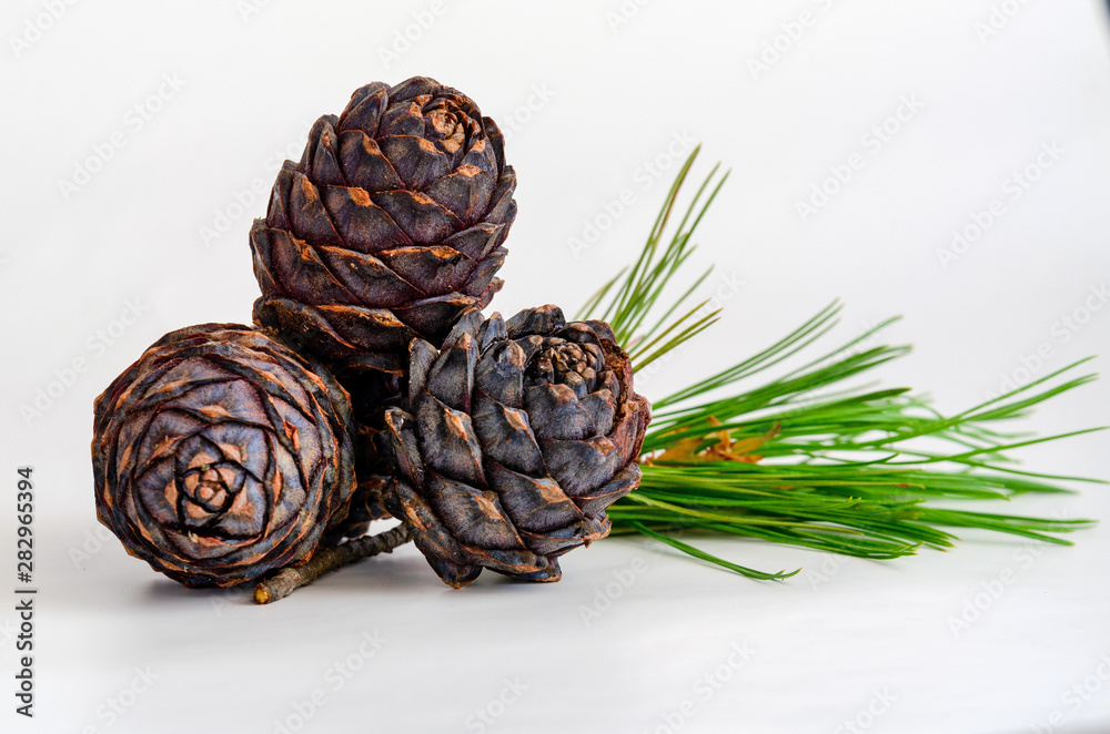Fototapeta premium Group of pine cone with needles on white