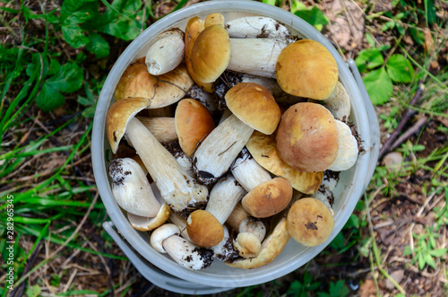 Edible mushrooms in a white bucket, Boletus edulis. view from above