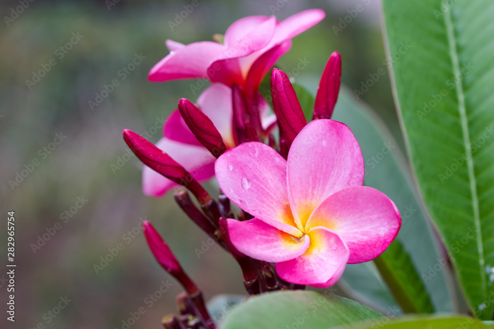 Close up view of a beautiful pink frangipani (rainbow plumeria) flower blooming outdoors Close up view of a beautiful pink frangipani (rainbow plumeria) flower blooming outdoors
