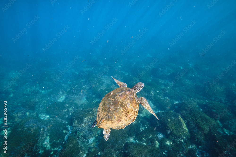 Green sea turtle swimming with light rays in tropical Pacific Ocean water Green sea turtle swimming with light rays in tropical Pacific Ocean water