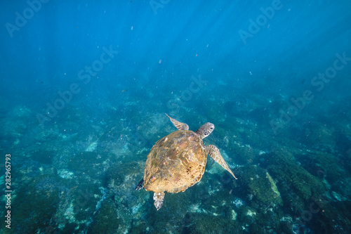 Green sea turtle swimming with light rays in tropical Pacific Ocean water