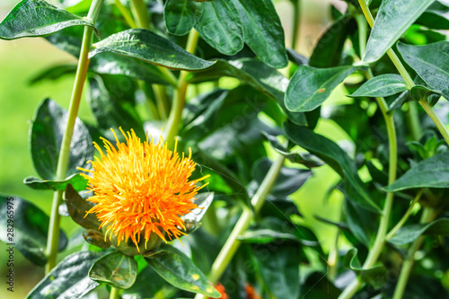 Safflower flowers in a field photo