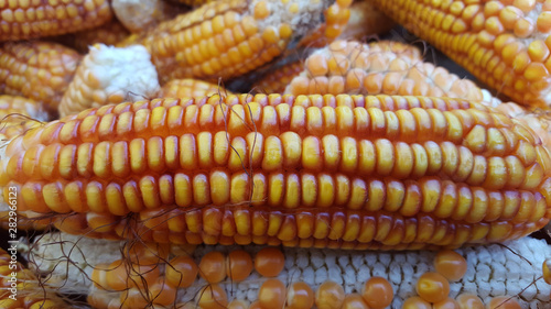 Corn cobs, one of the alternative food ingredients