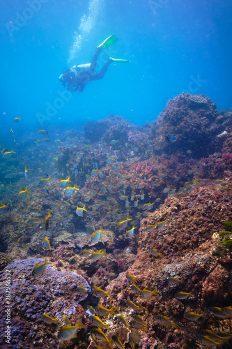 Divers swimming at a reef in Australia