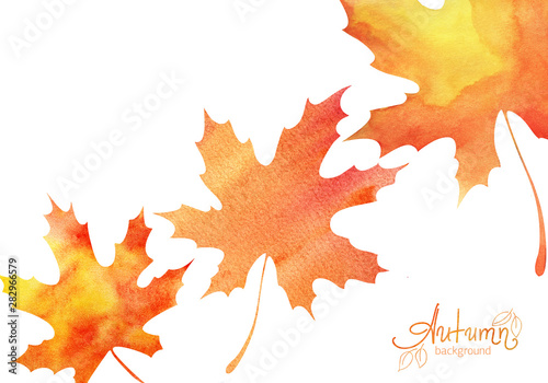 Decorative background. Three autumn maple leaves. Orange-yellow gradient. Abstract watercolor fill. Hand drawn illustration. Elements isolated on white. Wallpaper.