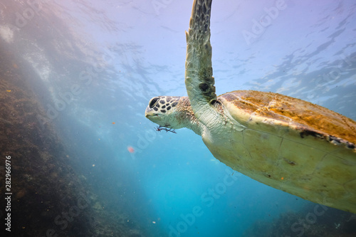 Green sea turtle eating seaweed underwater in Australia