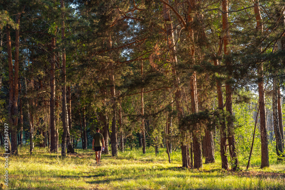 A man in shorts and a T-shirt walks through the pine forest in the early morning A man in shorts and a T-shirt walks through the pine forest in the early morning