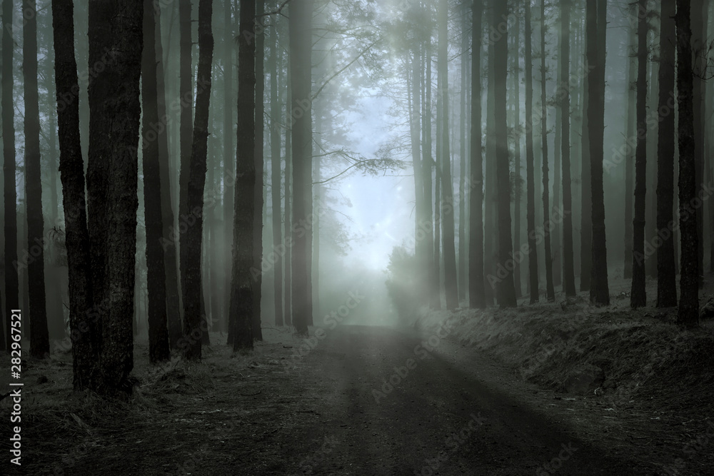 Fototapeta premium forrest in the haze of tenerife 