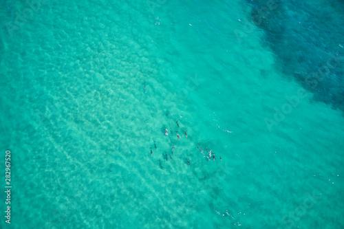 Dolphins swimming in blue water and surfing waves