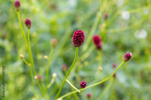 Sanguisorba officinalis is medicinal plant in green background.