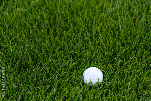 White golf ball deep in the tall grass of the rough, early morning dew on the grass