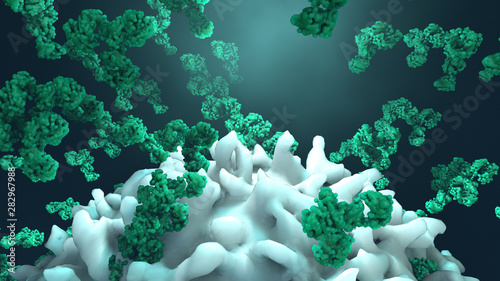 Antibodies attack a cancer cell or virus