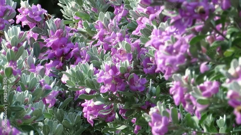 Swarm of Honeybees Harvest Nectar from Sage Blossoms Swarm of Honeybees Harvest Nectar from Sage Blossoms