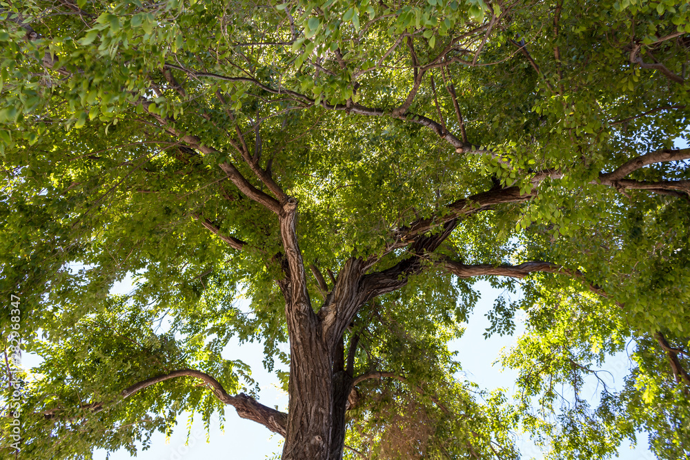 Fototapeta premium large tree with beautiful foliage in a park